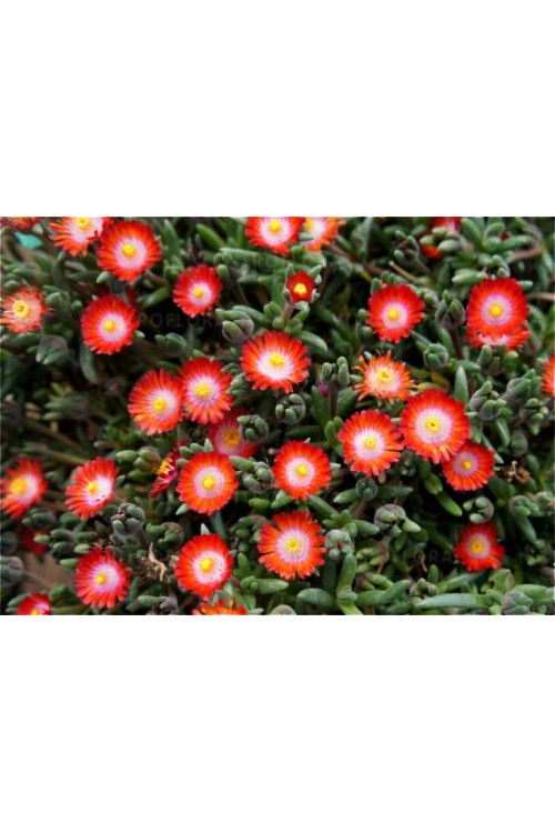 Słonecznica 'Jewel of Desert Grenade' | Delosperma