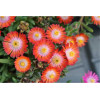 Słonecznica 'Jewel of Desert Grenade' | Delosperma