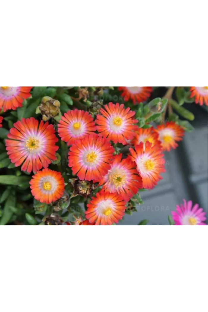 Słonecznica 'Jewel of Desert Grenade' | Delosperma