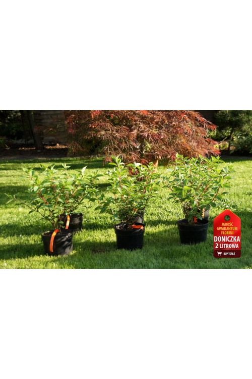 Hortensja bukietowa 'Petite Star' | Hydrangea paniculata