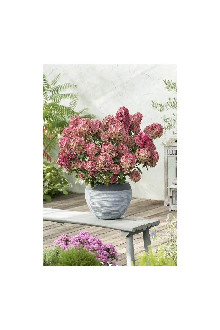 Hortensja bukietowa 'Petite Star' | Hydrangea paniculata