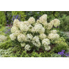 Hortensja bukietowa 'Petite Star' | Hydrangea paniculata