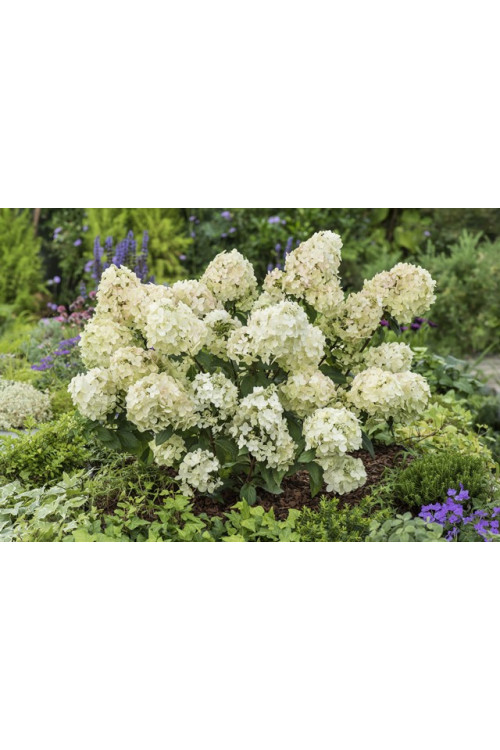 Hortensja bukietowa 'Petite Star' | Hydrangea paniculata