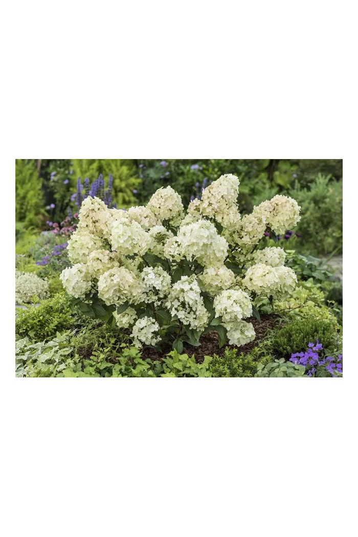 Hortensja bukietowa 'Petite Star' | Hydrangea paniculata