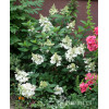 Hortensja bukietowa 'Pinky Winky' Hydrangea paniculata