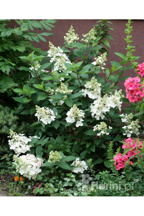 Hortensja bukietowa 'Pinky Winky' Hydrangea paniculata