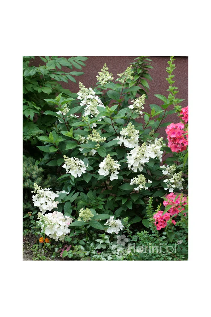 Hortensja bukietowa 'Pinky Winky' Hydrangea paniculata