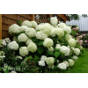 Hortensja drzewiasta 'Incrediball' (Strong Anabelle) | Hydrangea arborescens