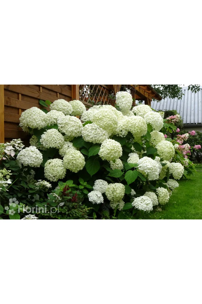 Hortensja drzewiasta 'Incrediball' (Strong Anabelle) | Hydrangea arborescens