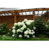 Hortensja drzewiasta 'Incrediball' (Strong Anabelle) | Hydrangea arborescens