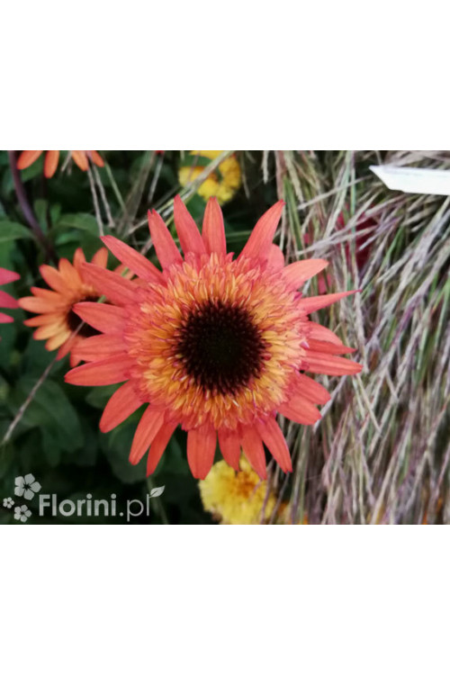 Jeżówka 'Raspberry Truffle' | Echinacea