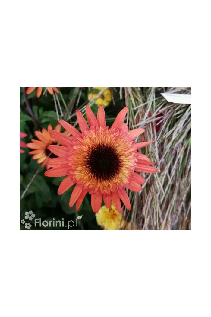 Jeżówka 'Raspberry Truffle' | Echinacea