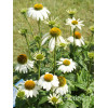 Jeżówka purpurowa 'Pow Wow White' | Echinacea purpurea