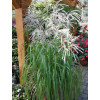 Miskant chiński 'Memory' | Miscanthus sinensis