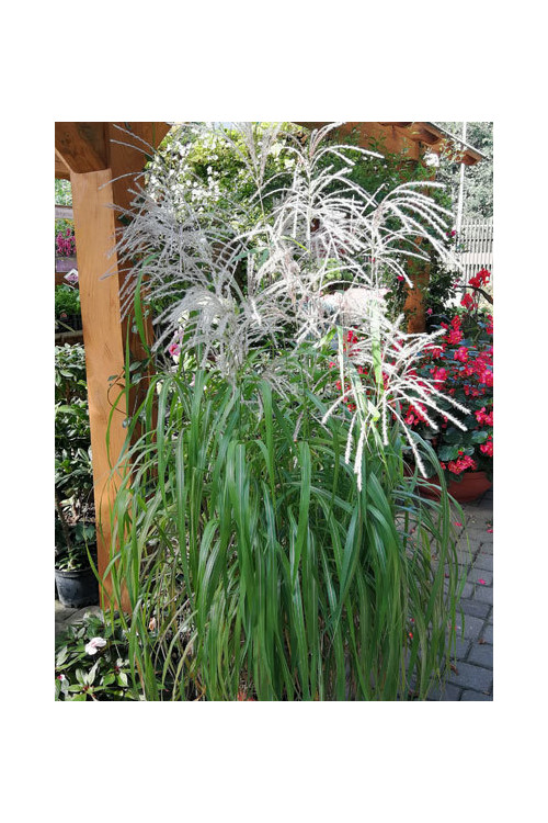 Miskant chiński 'Memory' | Miscanthus sinensis