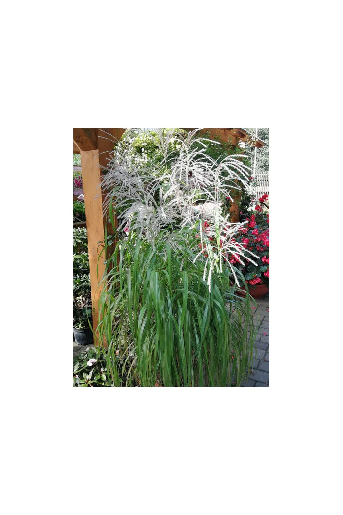 Miskant chiński 'Memory' | Miscanthus sinensis