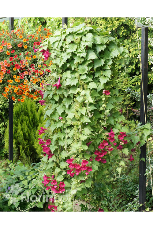 Lofos 'Wine Red' | Lophospermum erubescens