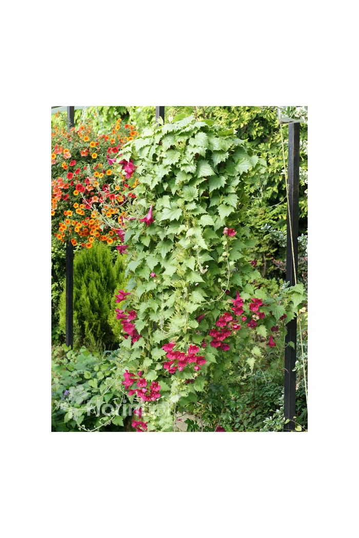 Lofos 'Wine Red' | Lophospermum erubescens