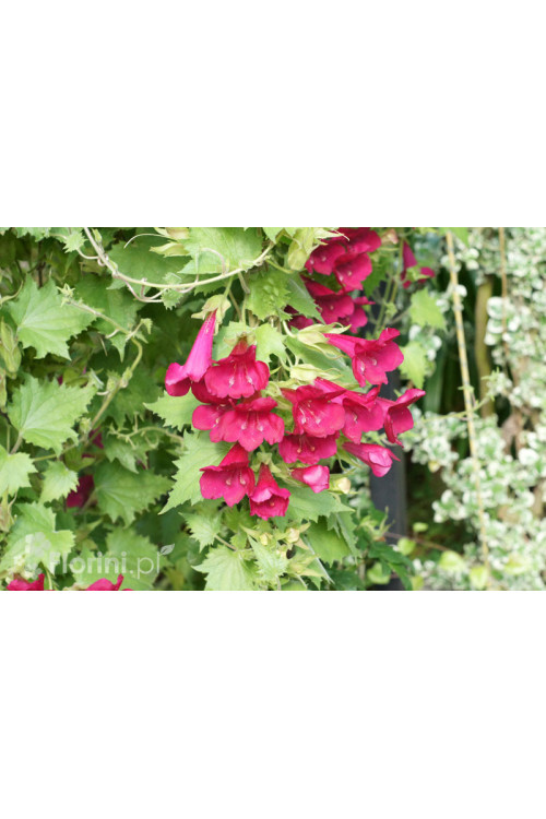 Lofos 'Wine Red' | Lophospermum erubescens