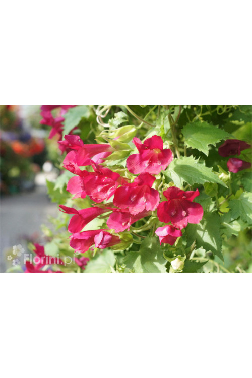 Lofos 'Wine Red' | Lophospermum erubescens