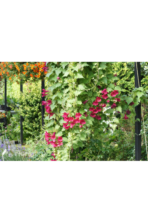 Lofos 'Wine Red' | Lophospermum erubescens