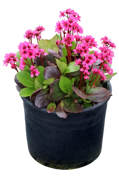 Bergenia 'Early Brilliance Magenta' | Bergenia