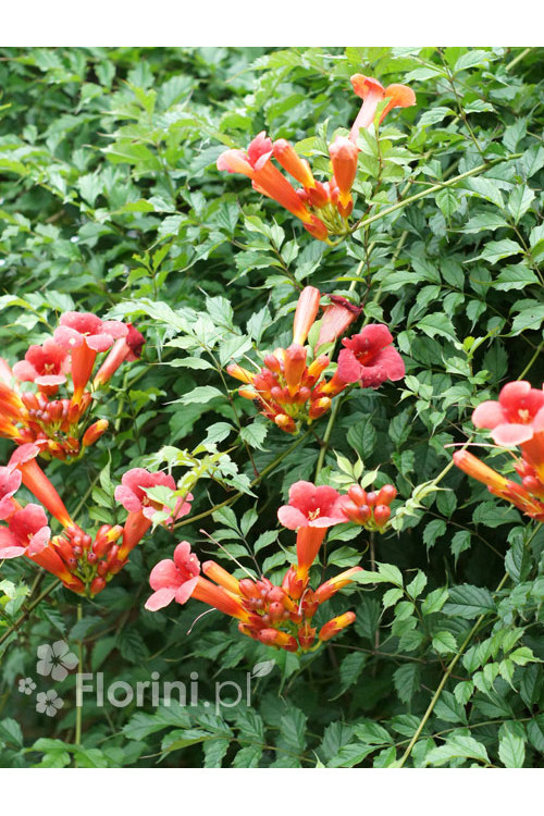 Milin amerykański 'Florida' | Campsis radicans
