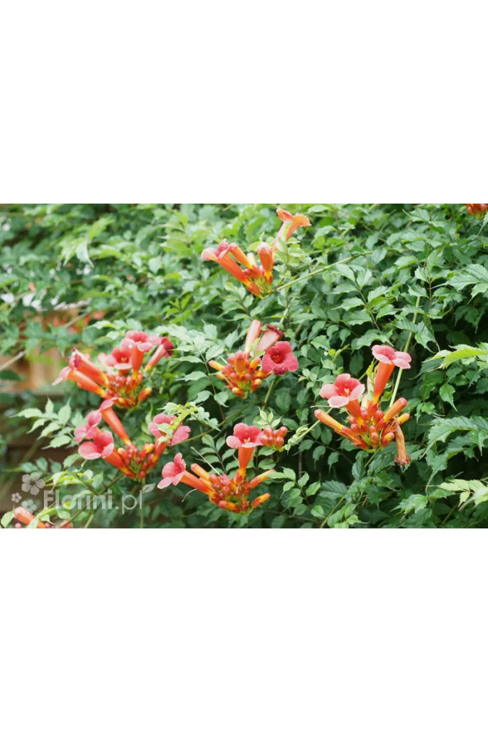 Milin amerykański 'Florida' | Campsis radicans