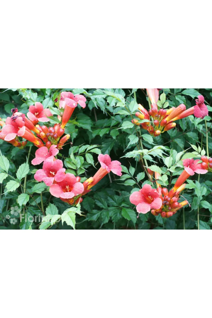 Milin amerykański 'Ursynów' | Campsis radicans