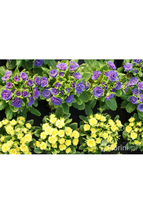 Pierwiosnek 'Belarina® Amethyst Ice' | Primula