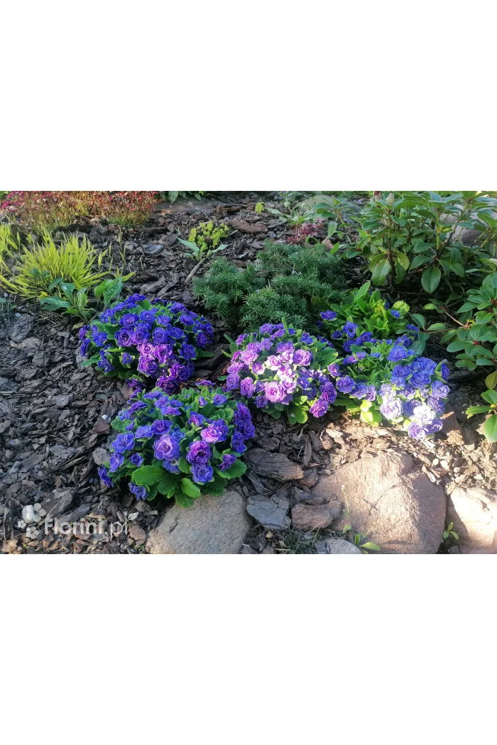 Pierwiosnek 'Belarina® Amethyst Ice' | Primula