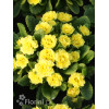 Pierwiosnek 'Belarina® Butter Yellow' | Primula