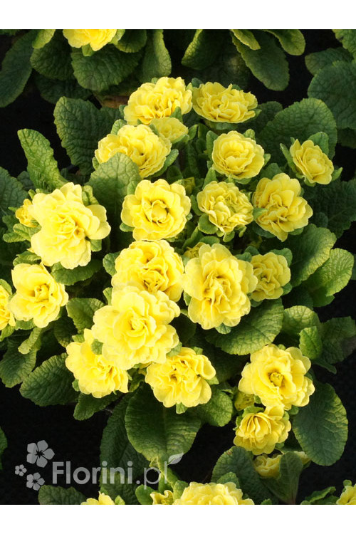 Pierwiosnek 'Belarina® Butter Yellow' | Primula