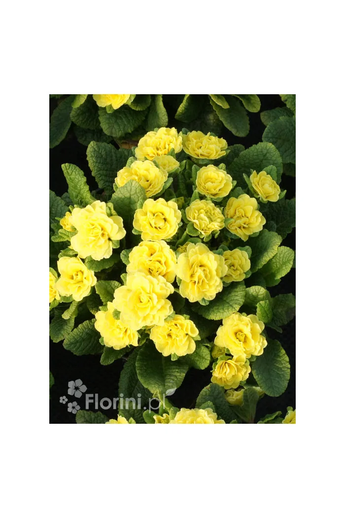 Pierwiosnek 'Belarina® Butter Yellow' | Primula