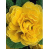 Pierwiosnek 'Belarina® Butter Yellow' | Primula