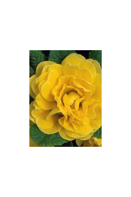 Pierwiosnek 'Belarina® Butter Yellow' | Primula