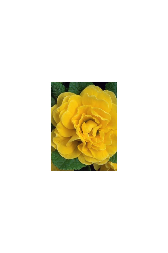 Pierwiosnek 'Belarina® Butter Yellow' | Primula