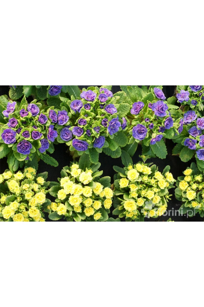 Pierwiosnek 'Belarina® Butter Yellow' | Primula