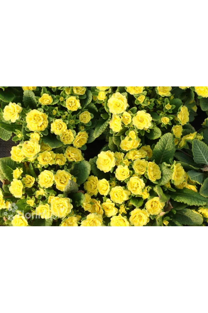 Pierwiosnek 'Belarina® Butter Yellow' | Primula