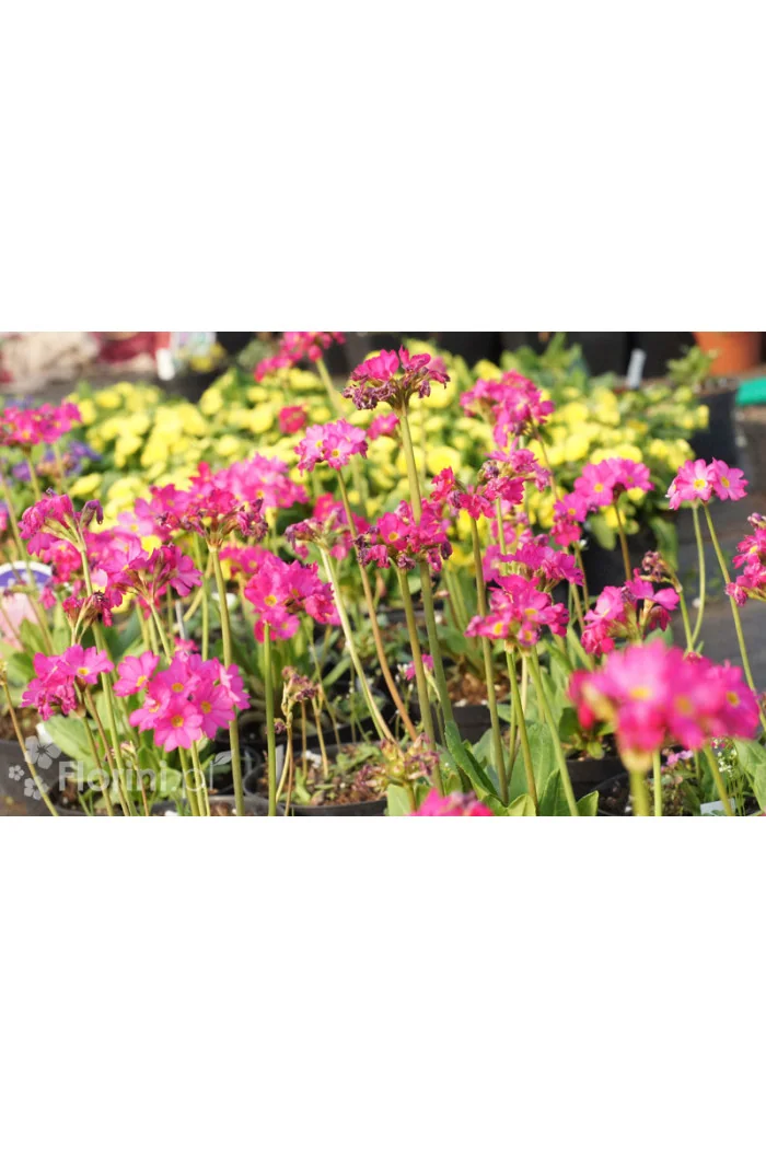 Pierwiosnek różowy 'Gigas' | Primula rosea