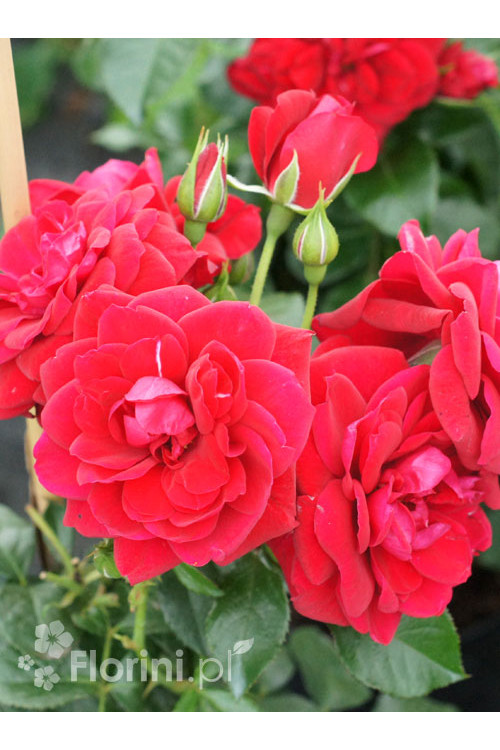 Róża 'Isla Castle' (rabatowa) | Rosa