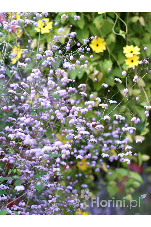 Rutewka 'Splendide' | Thalictrum