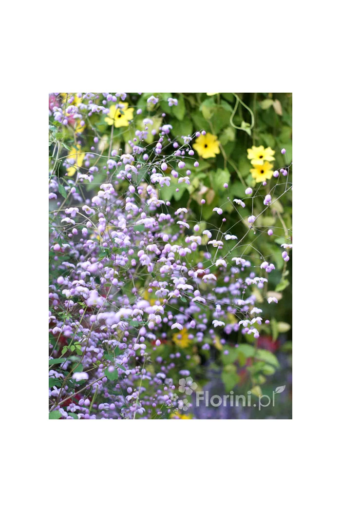 Rutewka 'Splendide' | Thalictrum