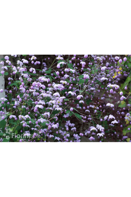 Rutewka 'Splendide' | Thalictrum