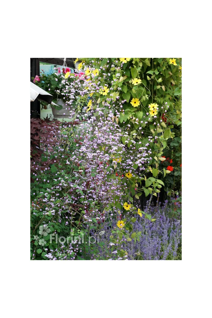 Rutewka 'Splendide' | Thalictrum