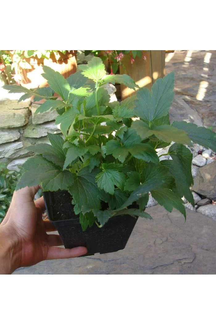 Zawilec japoński 'Splendens' | Anemone japonica