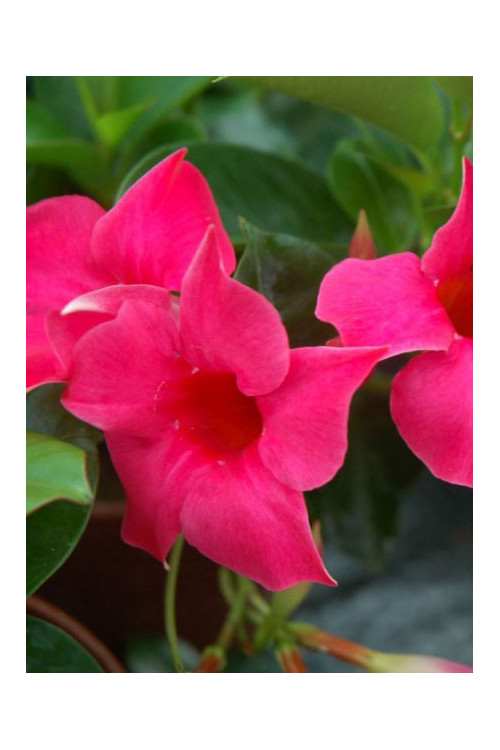 Sundaville 'Pink' | Sundaville