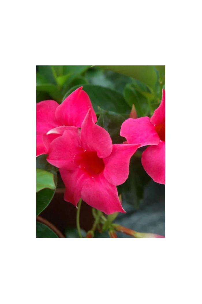 Sundaville 'Pink' | Sundaville