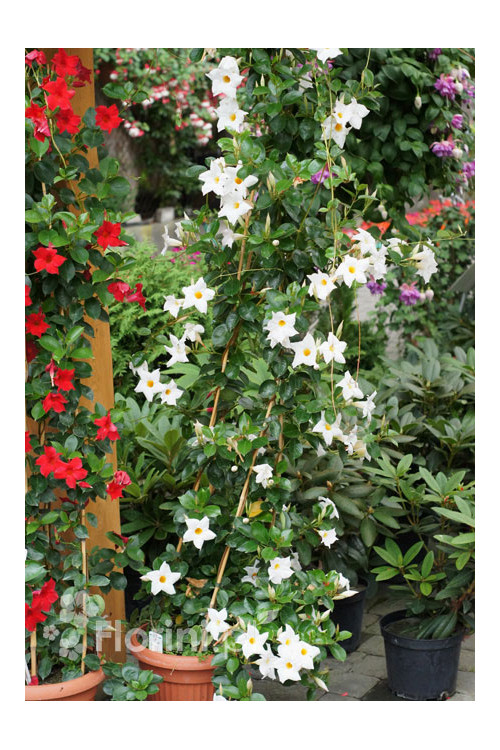 Sundaville 'White' | Sundaville