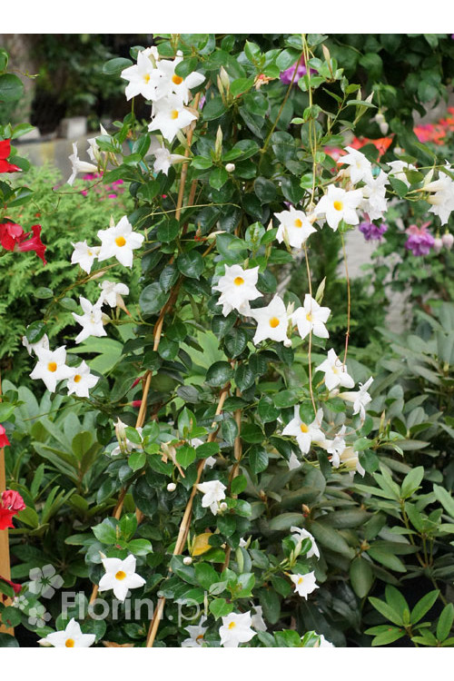 Sundaville 'White' | Sundaville